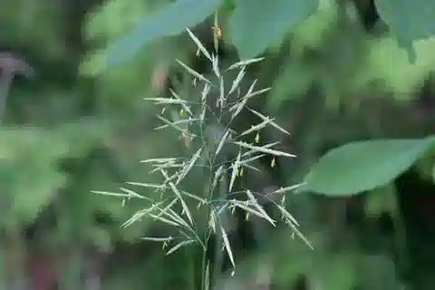 نبات نجيل Bromus inermis في بيئته الطبيعية