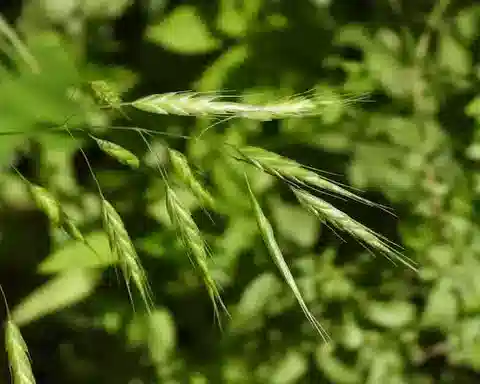نبات نجيل Bromus japonicus subsp. japonicus في بيئته الطبيعية