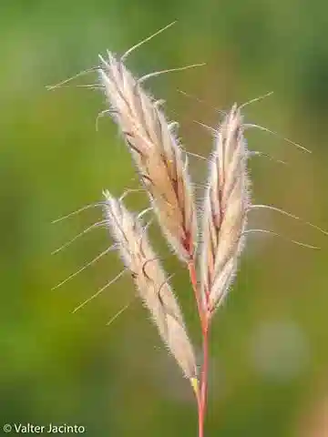 نبات نجيل Bromus lanceolatus في بيئته الطبيعية