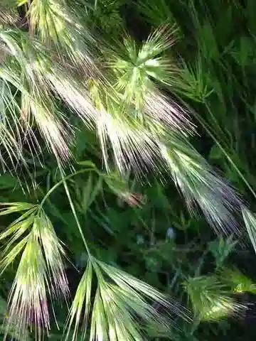 نبات نجيل Bromus madritensis في بيئته الطبيعية