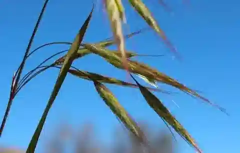 نبات نجيل Bromus pectinatus في بيئته الطبيعية