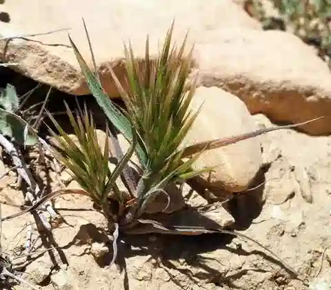 نبات نجيل Bromus pumilio في بيئته الطبيعية