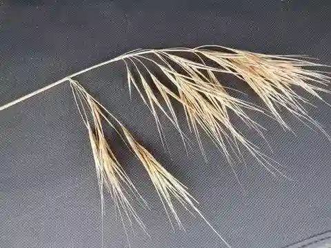 نبات نجيل Bromus rigidus في بيئته الطبيعية