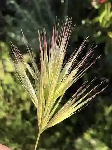 نبات نجيل Bromus rubens subsp. rubens في بيئته الطبيعية