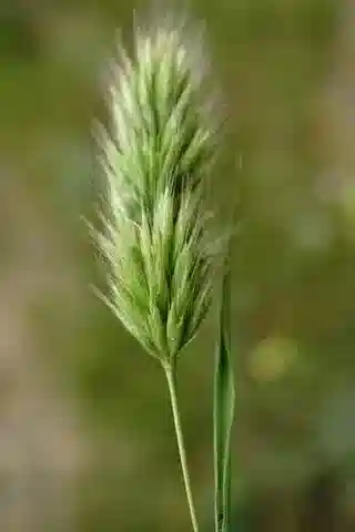 نبات نجيل Bromus scoparius في بيئته الطبيعية