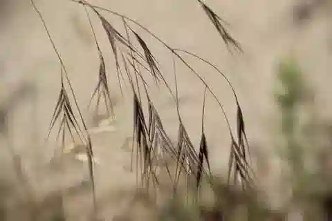 نبات نجيل Bromus sterilis في بيئته الطبيعية