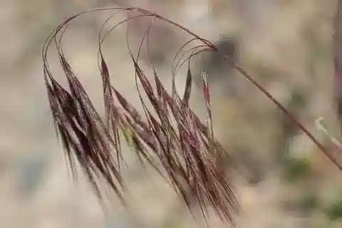 نبات نجيل Bromus tectorum في بيئته الطبيعية