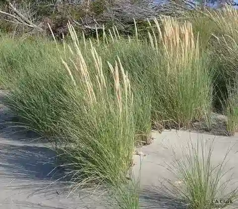نبات نجيل Calamagrostis arenaria subsp. australis في بيئته الطبيعية