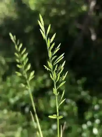 نبات نجيل Catapodium rigidum subsp. rigidum في بيئته الطبيعية