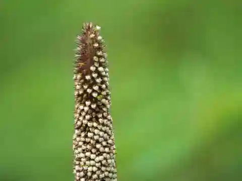 نبات نجيل Cenchrus americanus في بيئته الطبيعية