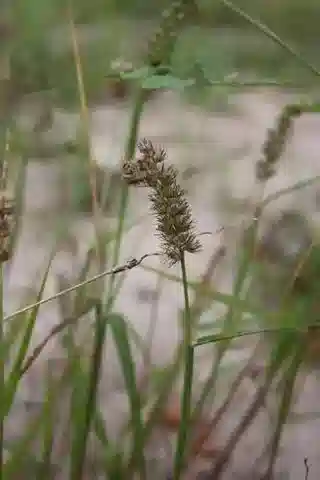 نبات نجيل Cenchrus biflorus في بيئته الطبيعية