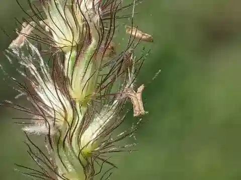 نبات نجيل Cenchrus ciliaris في بيئته الطبيعية