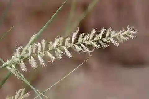 نبات نجيل Cenchrus divisus في بيئته الطبيعية
