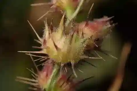 نبات نجيل Cenchrus echinatus في بيئته الطبيعية
