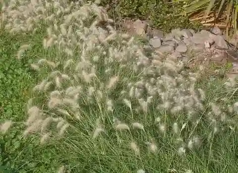 نبات نجيل Cenchrus longisetus في بيئته الطبيعية