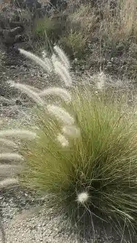 نبات نجيل Cenchrus orientalis في بيئته الطبيعية