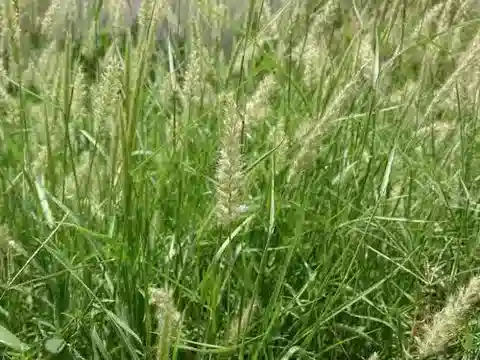 نبات نجيل Cenchrus pennisetiformis في بيئته الطبيعية