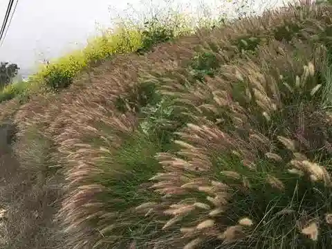 نبات نجيل Cenchrus setaceus في بيئته الطبيعية