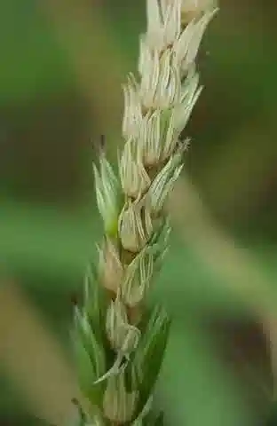 نبات نجيل Cenchrus setigerus في بيئته الطبيعية