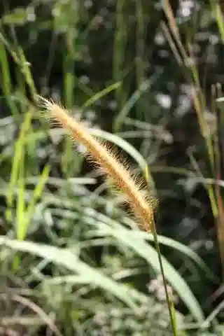 نبات نجيل Cenchrus violaceus في بيئته الطبيعية