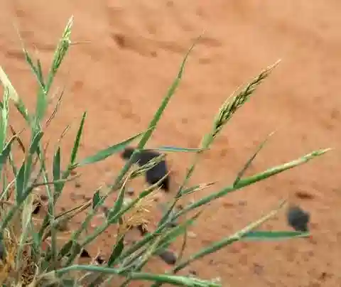 نبات نجيل Centropodia forskaolii subsp. forskaolii في بيئته الطبيعية