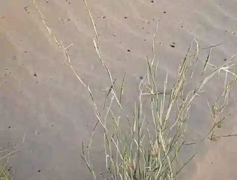 نبات نجيل Centropodia fragilis في بيئته الطبيعية