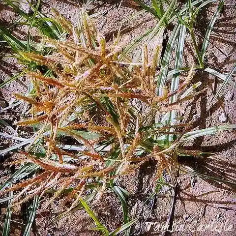 نبات نجيل Chloris flagellifera في بيئته الطبيعية