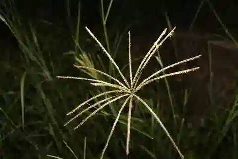 نبات نجيل Chloris gayana في بيئته الطبيعية