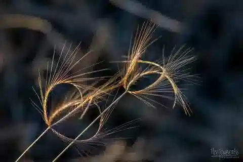 نبات نجيل Chloris pycnothrix في بيئته الطبيعية