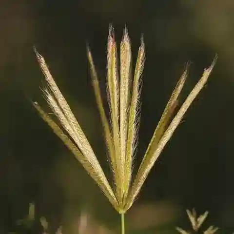 نبات نجيل Chloris virgata في بيئته الطبيعية