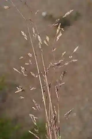 نبات نجيل Corynephorus articulatus في بيئته الطبيعية