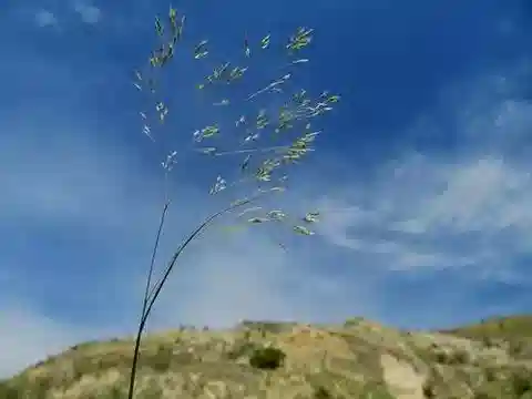 نبات نجيل Corynephorus divaricatus في بيئته الطبيعية