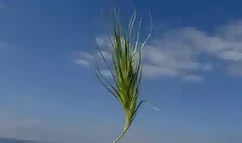 نبات نجيل Crithopsis delileana في بيئته الطبيعية