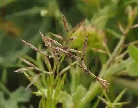 نبات نجيل Cutandia dichotoma في بيئته الطبيعية