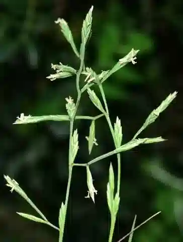 نبات نجيل Cutandia maritima في بيئته الطبيعية