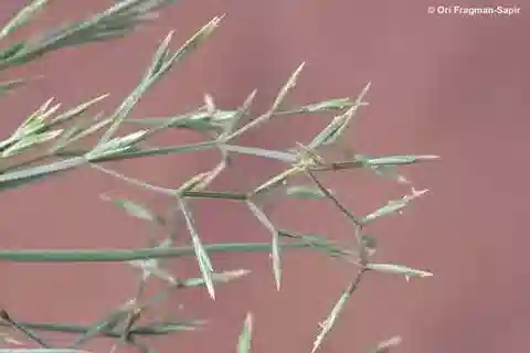 نبات نجيل Cutandia memphitica في بيئته الطبيعية