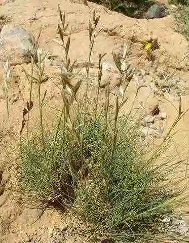 نبات نجيل Cymbopogon schoenanthus subsp. proximus في بيئته الطبيعية