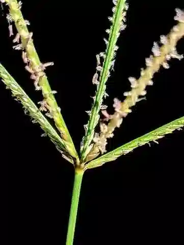 نبات نجيل Cynodon dactylon في بيئته الطبيعية