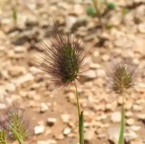 نبات نجيل Cynosurus coloratus في بيئته الطبيعية
