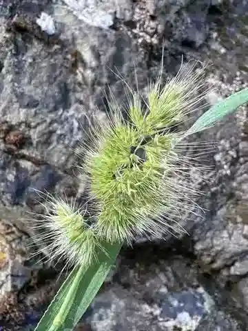 نبات نجيل Cynosurus echinatus في بيئته الطبيعية