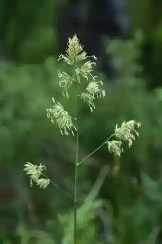 نبات نجيل Dactylis glomerata subsp. hispanica في بيئته الطبيعية