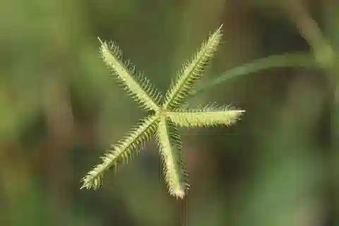 نبات نجيل Dactyloctenium aegyptium في بيئته الطبيعية