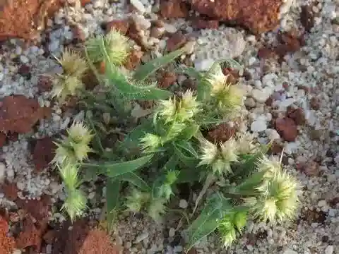 نبات نجيل Dactyloctenium aristatum في بيئته الطبيعية