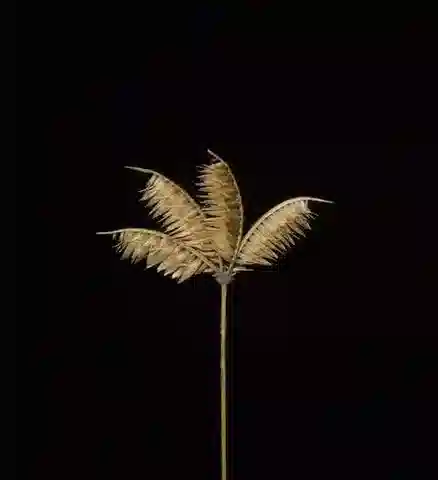 نبات نجيل Dactyloctenium scindicum في بيئته الطبيعية