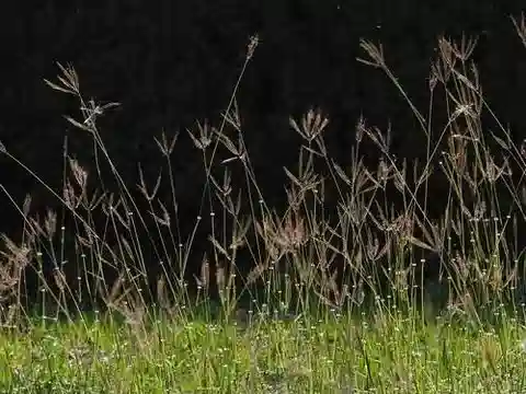 نبات نجيل Dichanthium annulatum في بيئته الطبيعية