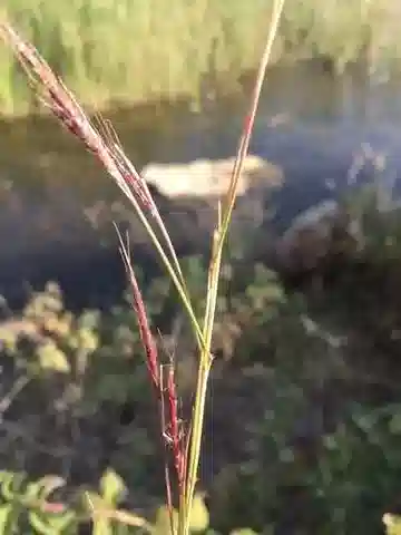 نبات نجيل Dichanthium foveolatum في بيئته الطبيعية