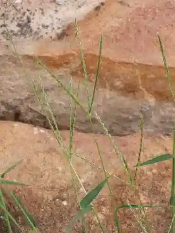 نبات نجيل Digitaria ciliaris في بيئته الطبيعية