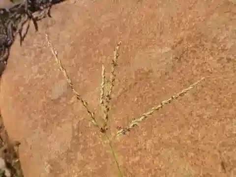 نبات نجيل Digitaria nodosa في بيئته الطبيعية