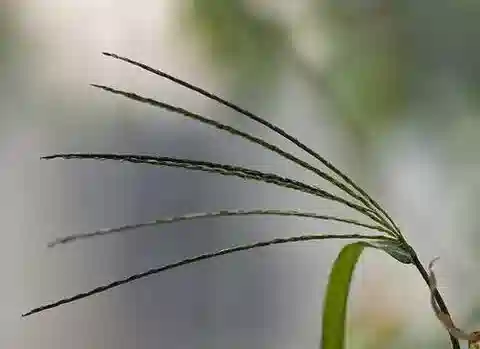 نبات نجيل Digitaria sanguinalis في بيئته الطبيعية