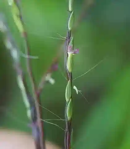 نبات نجيل Digitaria velutina في بيئته الطبيعية